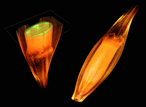 NMR imaging data of a developing barley grain, specifically two volume renderings of intensity voxel data from different angles and cutting planes. While NMR is a noninvasive imaging, it has a smaller (10μm/voxel) spatial resolution than light microscopy.