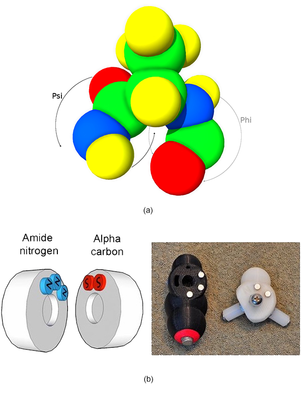 (a) Numerical representation of Peppytide with Psi angle in black and Phi angle in gray. (b) Magnet configurations in the Peppytide model give specific Phi and Psi angles.